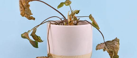 How to best deal with the extreme heat