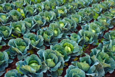 Boost Your Cabbage Harvest