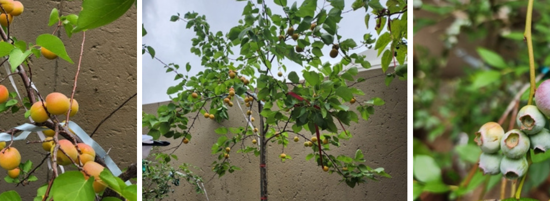 Revive Your Fruit Trees