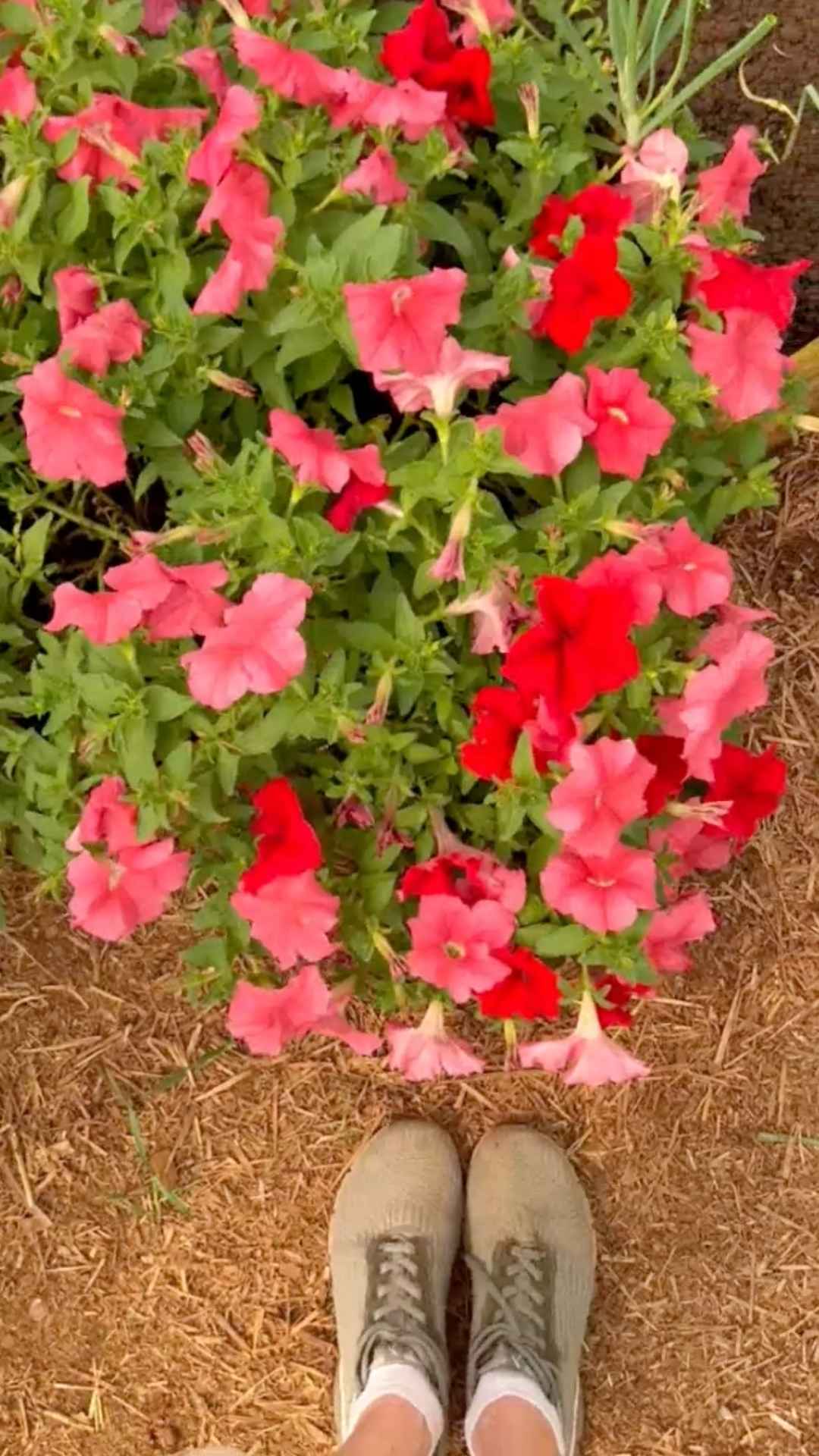Plant These Spring Flowers