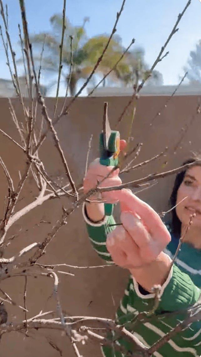 Vid 4 - Prune a peach tree