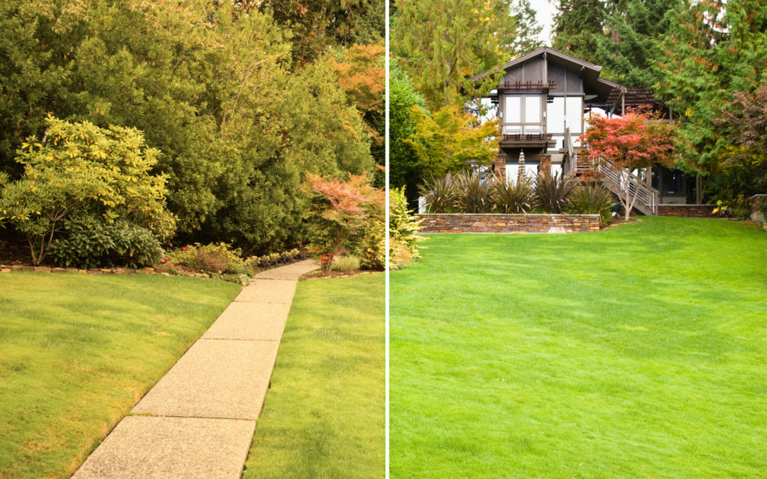 August Western Cape Lawn Care: Winter-to-Spring Revival Guide