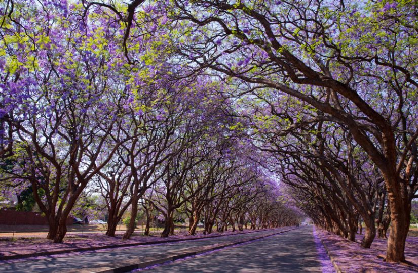 Jacaranda City in Bloom: Pretoria’s Purple Spectacle & Tree Care
